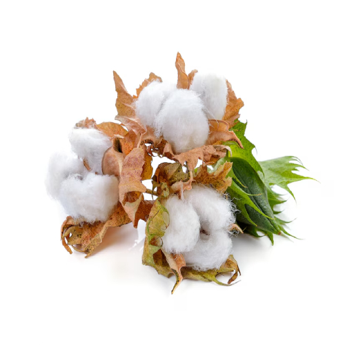 Cotton