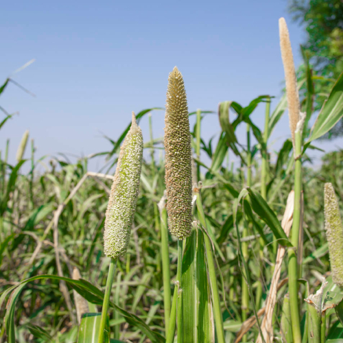 Pearl millet