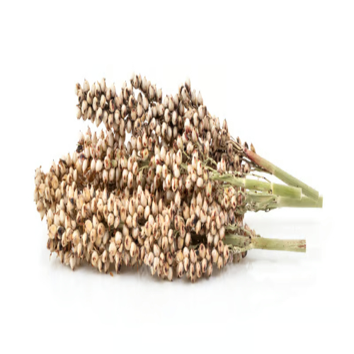 Sorghum