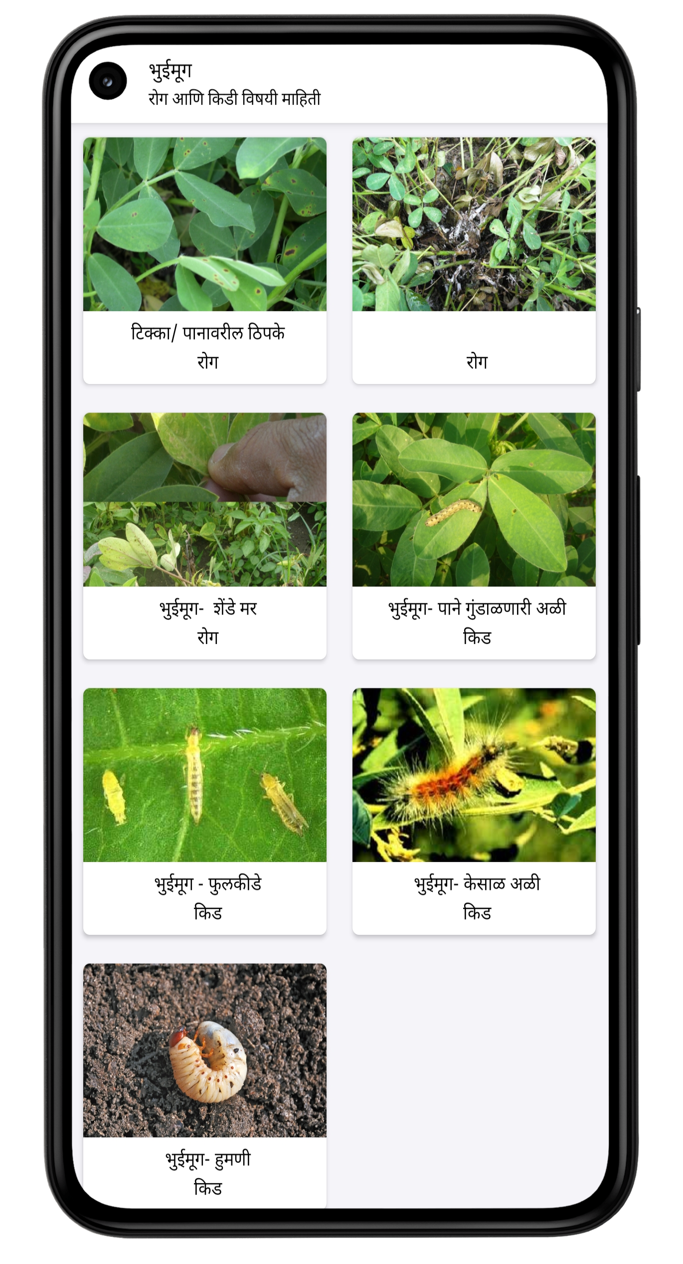 crop pests and diseases